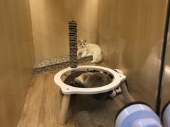 -momokira米努特·德文卷毛猫·棉花面纱犬