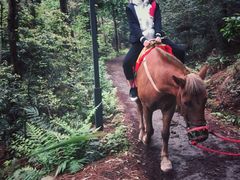 -铁山坪森林公园