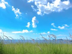 -野狸岛