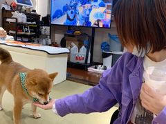 -逗柴咖啡屋·狗咖猫咖宠物桌游