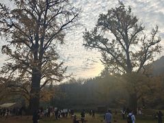 -千年银杏谷文化旅游区