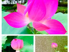 -陈家山荷花公园
