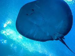 -珠海长隆海洋王国