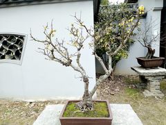 -无锡梅园公园