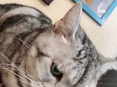 -猫友咖啡店(玉林西路店)