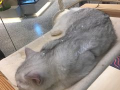 -momokira米努特·德文卷毛猫·棉花面纱犬