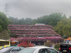 -深圳仙湖植物园