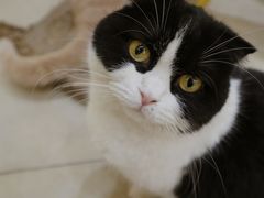 -猫小院猫主题餐厅(南锣旗舰店)