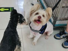 -翊宠yipet猫狗购宠庄园犬舍•猫舍