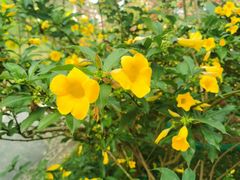 -广西壮族自治区药用植物园