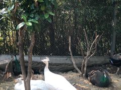 -泉州海丝野生动物世界