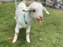 -前小桔亲子创意农场·草莓采摘·露营烧烤