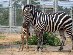 -石家庄市动物园