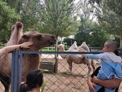 -长白岛森林公园