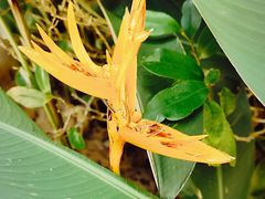 -创味·民间海南菜·非遗藤桥排骨(藤桥·免税城店)