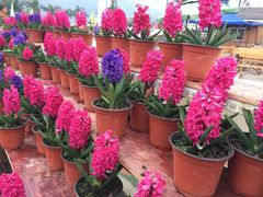 乐天花谷-乐天花谷