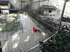 -深圳野生动物园