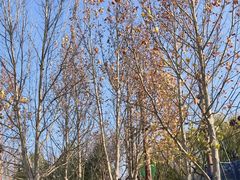 -回龙观体育文化公园