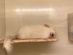 -龙猫仔乐园(惠福东路店)