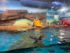 -海合安武汉极地海洋公园