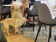 -Let's go狗咖·猫咖·奶狗·桌游(春熙路IFS店)