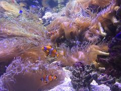 -悉尼海洋生物水族馆