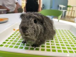 -Moni星球萌宠·小马宝莉·灵蛇·高端高阶全萌宠互动体验俱乐部(红豆国际广场店)