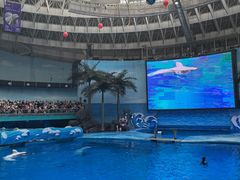 -海合安成都极地海洋公园