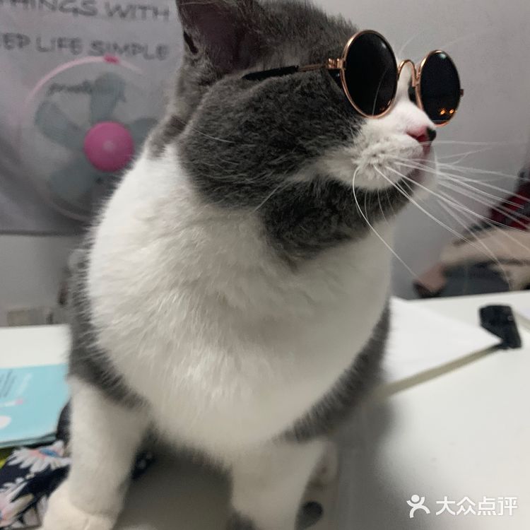 像这样？我家主子的高萌瞬间