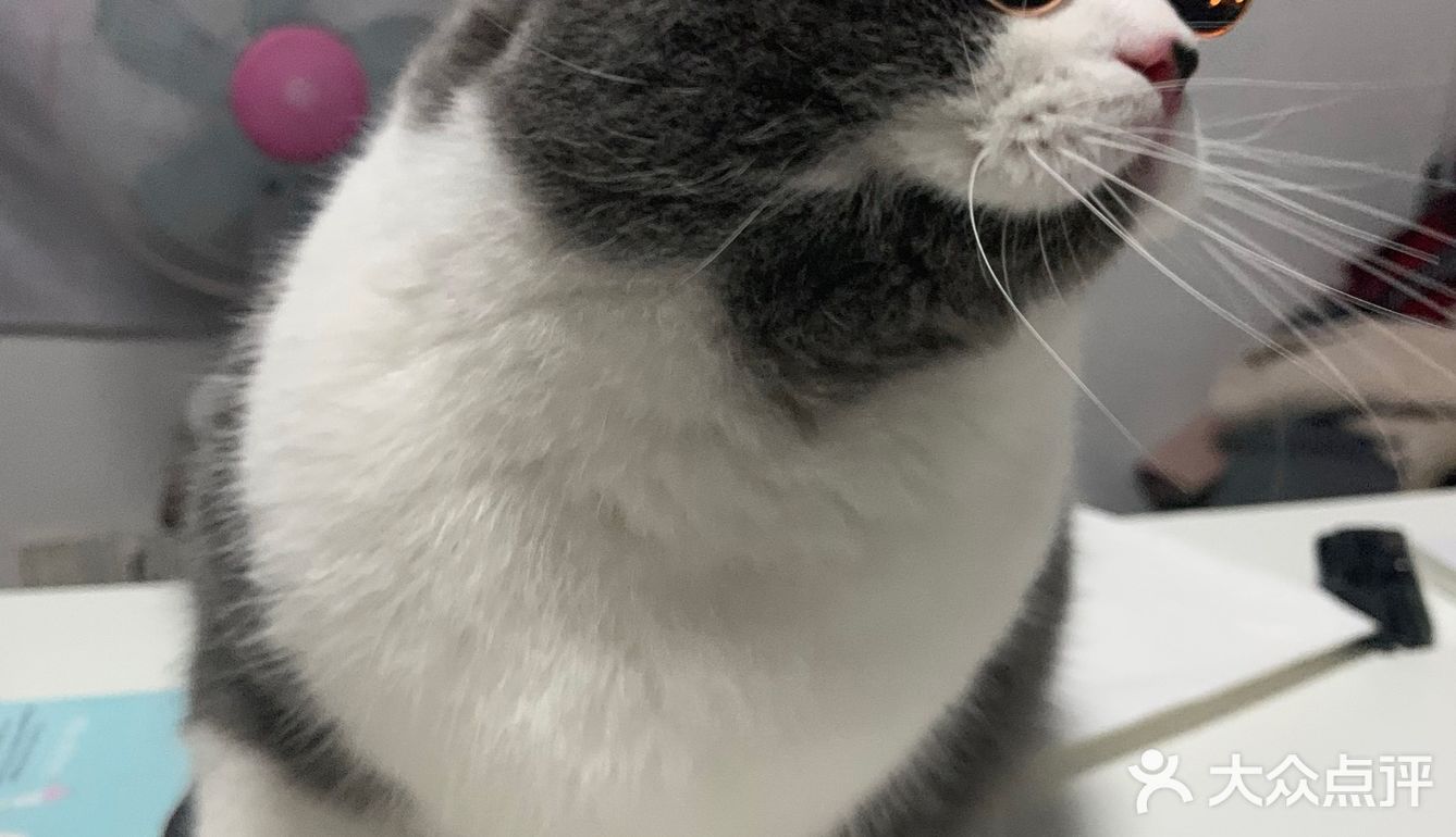 像这样？我家主子的高萌瞬间