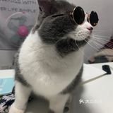 像这样？我家主子的高萌瞬间