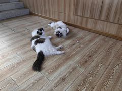 -白兔子密室(长寿路店)