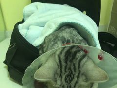 -瑞鹏宠物医院·爱宠堂·骨外专科(西荷分院)