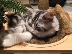 -飞行喵MR PILOT|猫舍·猫咖(静安大融城店)