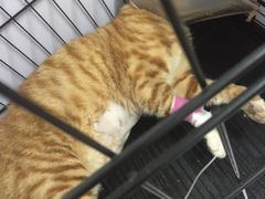 -创凡宠物医院·骨专科  猫科中心(西乡分院)