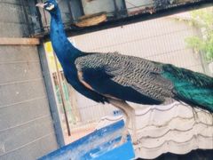 -亲兄弟真人CS团建拓展基地