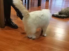 -猫小院猫主题咖啡厅(北锣店)