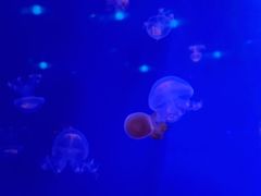 -福州罗源湾海洋世界旅游区