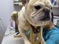 -西安京西宠物医院·瘫痪·疑难杂症