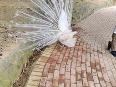 -泉州海丝野生动物世界