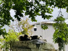 -卧龙中华大熊猫苑神树坪基地