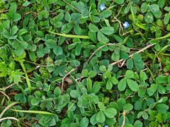 -汉长安城未央宫国家考古遗址公园