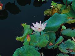 -惠州西湖风景名胜区-丰渚园