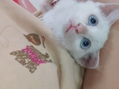 -瑞派福兴宠物医院犬猫全科·骨科·中西医结合(河东店)