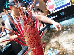 波士顿龙虾-盒马鲜生(曜一城店)