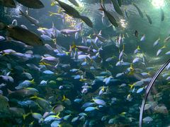 -上海海洋水族馆