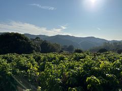 -雁南飞茶田景区