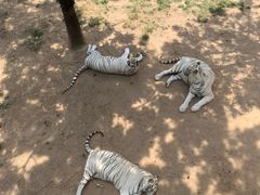 -西霞口神雕山野生动物世界