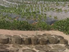 -北纬44度·金珠花海休闲农业旅游景区