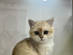 -青奢宠物·青奢猫舍